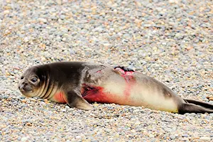 Wounded: Southern Elephant Seal