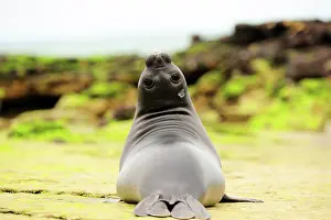 Argentinian: Southern Elephant Seal