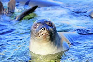 Argentinian: Southern Elephant Seal