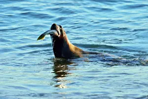 Argentinian: Southern Elephant Seal