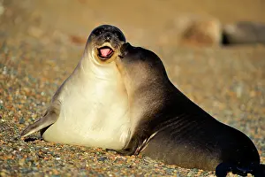 Pablo Cersosimo: Southern Elephant Seal