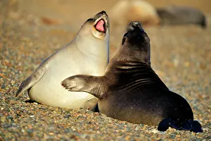 Rubbing: Southern Elephant Seal