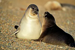 Pablo Cersosimo: Southern Elephant Seal