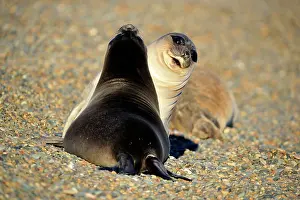 Pablo Cersosimo: Southern Elephant Seal
