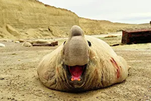 Argentinian: Southern Elephant Seal