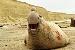 Argentinian: Southern Elephant Seal