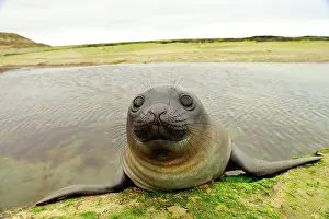 Argentinian: Southern Elephant Seal