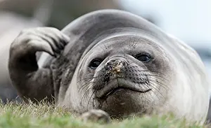 Satisfied: Southern Elephant Seal