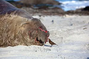 Antarcticus: Southern Elephant Seal - with Blackish Cinclodes