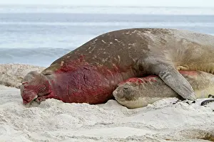 Successful: Southern Elephant Seal - bull mating with female