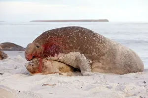 Successful: Southern Elephant Seal - bull mating with female