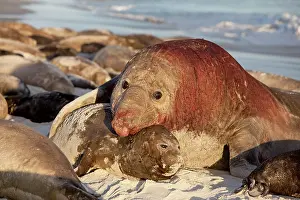 Successful: Southern Elephant Seal - bull mating with female