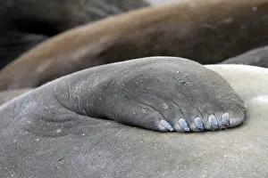 Nails: Southern Elephant Seal - close-up