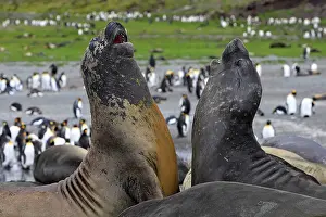 Combat: Southern Elephant Seal - combat between two males