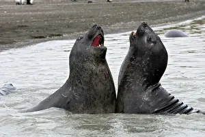 Combat: Southern Elephant Seal - combat between two males