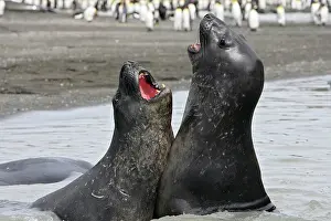 Combat: Southern Elephant Seal - combat between two males