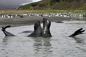 Combat: Southern Elephant Seal - combat between two males