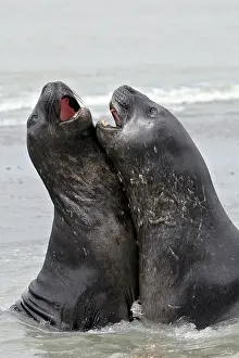 Combat: Southern Elephant Seal - combat between two males
