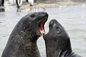 Combat: Southern Elephant Seal - combat between two males