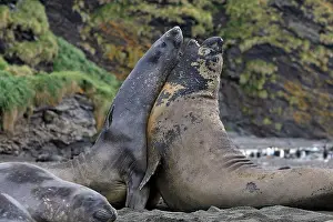Combat: Southern Elephant Seal - combat between two males