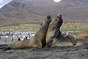 Combat: Southern Elephant Seal - combat between two males