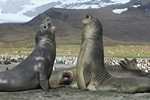 Combat: Southern Elephant Seal - combat between two males