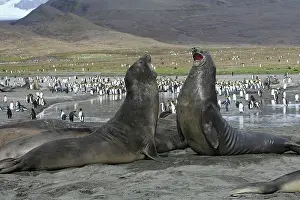 Combat: Southern Elephant Seal - combat between two males