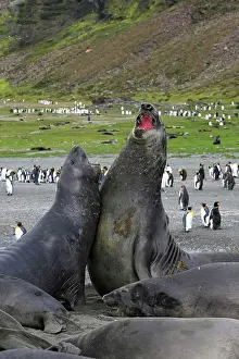 Combat: Southern Elephant Seal - combat between two males