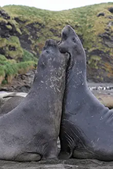 Combat: Southern Elephant Seal - combat between two males