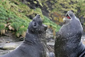 Combat: Southern Elephant Seal - combat between two males