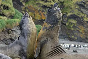Combat: Southern Elephant Seal - combat between two males