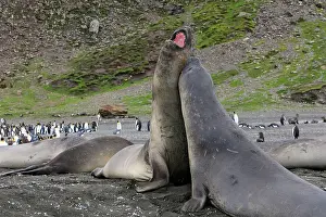 Combat: Southern Elephant Seal - combat between two males