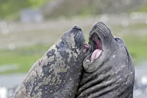 Combat: Southern Elephant Seal - combat between two males