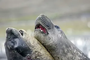Combat: Southern Elephant Seal - combat between two males