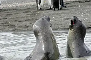 Combat: Southern Elephant Seal - combat between two males