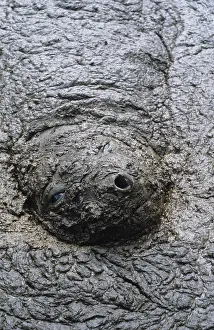 Wallowing: Southern elephant seal - cow in mud walllow