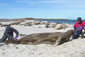 Samples: Southern Elephant Seal - examination taking samples