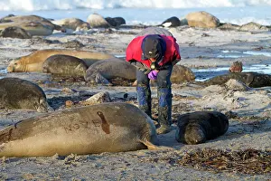Samples: Southern Elephant Seal - examination taking samples