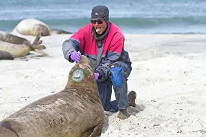 Samples: Southern Elephant Seal - examination taking samples
