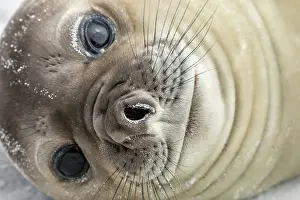 Falklands: Southern Elephant Seal - Face - Falkland Islands