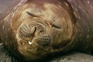 Edwin Mickleburgh: Southern elephant SEAL - facing camera