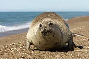 Nervous: Southern Elephant Seal - Female afraid of killer