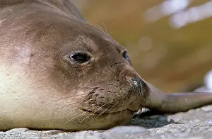 Leonina: Southern Elephant Seal female (cow) (Mirounga