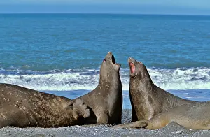 Leonina: Southern Elephant Seal female (cow) (Mirounga