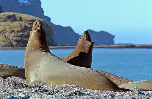 Leonina: Southern Elephant Seal female (cow) (Mirounga