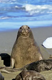 Leonina: Southern Elephant Seal female (cow) (Mirounga