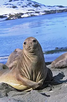 Leonina: Southern Elephant Seal female (cow) (Mirounga