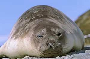 Leonina: Southern Elephant Seal female (cow) (Mirounga