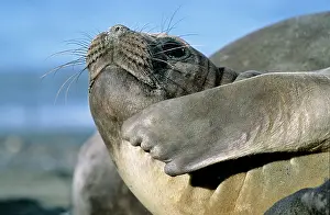 Leonina: Southern Elephant Seal female (cow) (Mirounga