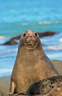 Leonina: Southern Elephant Seal female (cow) (Mirounga